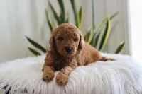 Iker, a male Miniature Goldendoodle for sale in Fresno, OH – Photo 3 of 4