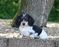 Wyatt, a male Miniature Dachshund for sale in Fresno, OH – 2 of 4