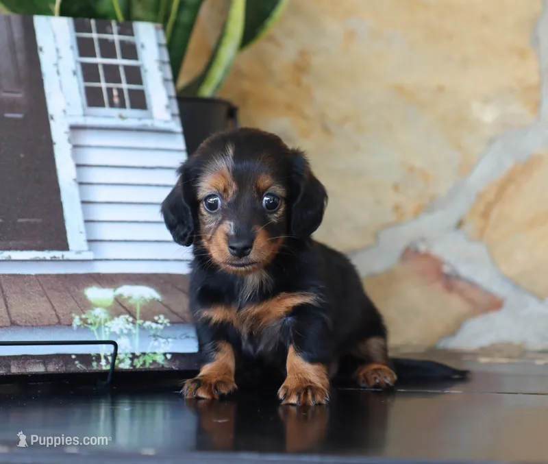 Olivia – Miniature Dachshund puppy for sale in Fresno, OH