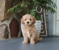 Seth, a male Maltipoo for sale in Fresno, OH – 4 of 5