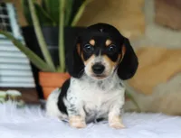 Yasmin, a female Miniature Dachshund for sale in Fresno, OH – 4 of 6