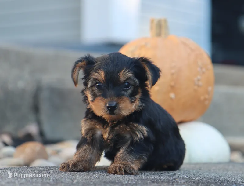 Hudson – Yorkshire Terrier puppy for sale in Fresno, OH