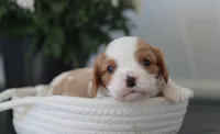 Nick, a male Cavalier King Charles Spaniel for sale in Fresno, OH – 3 of 4