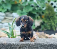 Olivia, a female Miniature Dachshund for sale in Fresno, OH – 4 of 9