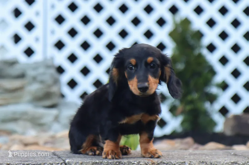 Myles – Miniature Dachshund puppy for sale in Fresno, OH