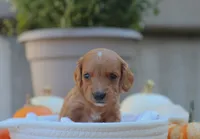 Lilac, a female Miniature Dachshund for sale in Fresno, OH – 2 of 3