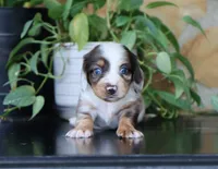 Dakota, a male Miniature Dachshund for sale in Fresno, OH – 3 of 7