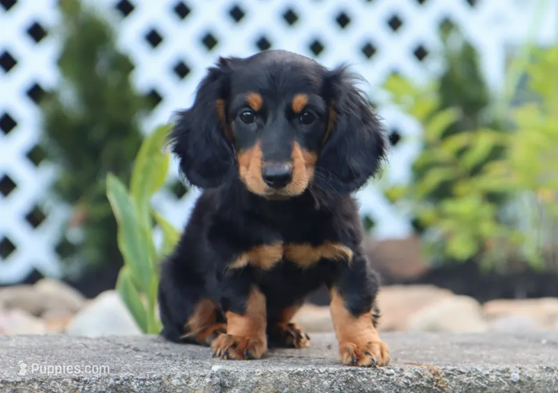 Myles – Miniature Dachshund puppy for sale in Fresno, OH