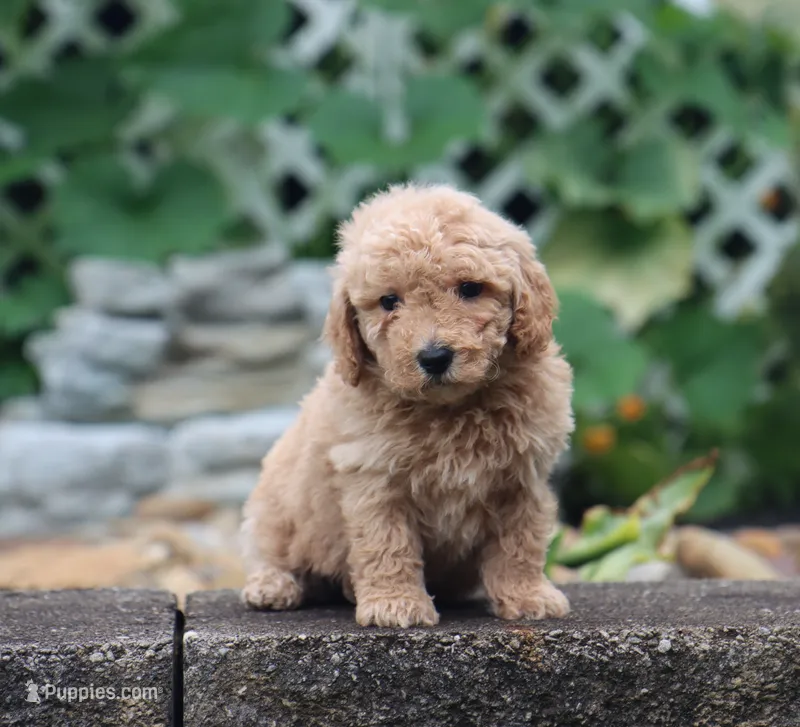 Silas – Maltipoo puppy for sale in Fresno, OH