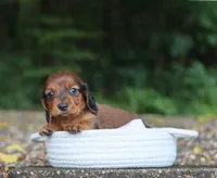 Asher , a male Miniature Dachshund for sale in Fresno, OH – 3 of 4