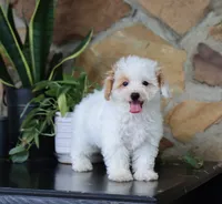 Mason, a male Maltipoo for sale in Fresno, OH – 1 of 1
