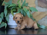 Flora, a female Miniature Dachshund for sale in Fresno, OH – 6 of 6