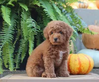 Javon, a male Poodle - Miniature  for sale in Fresno, OH – 5 of 5