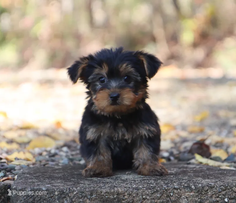 Hudson – Yorkshire Terrier puppy for sale in Fresno, OH