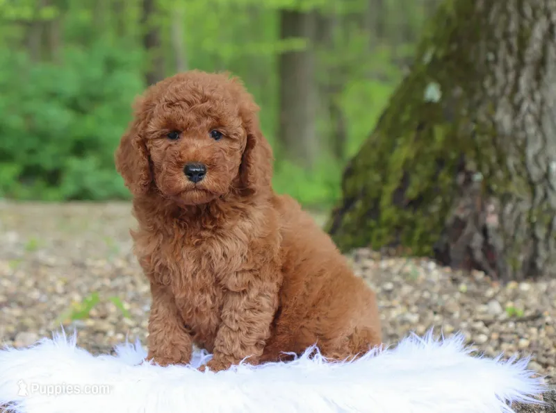 Inigo – Miniature Goldendoodle puppy for sale in Fresno, OH