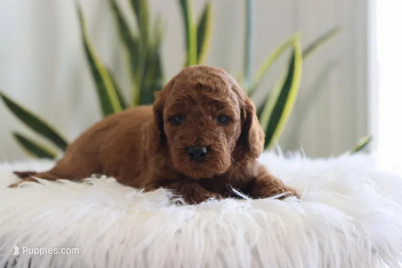 Inigo – Miniature Goldendoodle puppy for sale in Fresno, OH