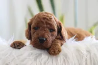 Inigo, a male Miniature Goldendoodle for sale in Fresno, OH – Photo 3 of 3