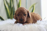 Inigo, a male Miniature Goldendoodle for sale in Fresno, OH – Photo 2 of 3