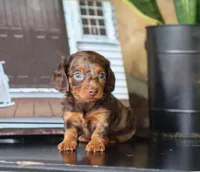 Indie, a female Miniature Dachshund for sale in Fresno, OH – 1 of 4