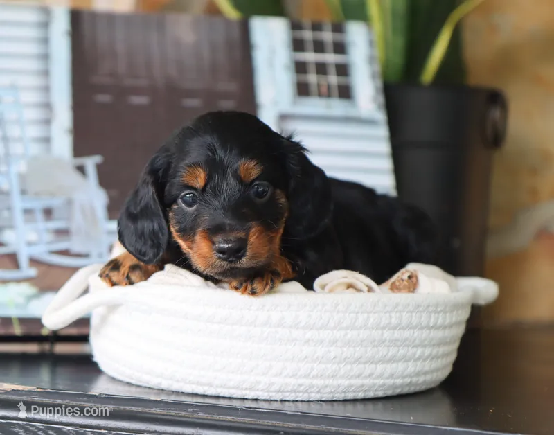 Gunner – Miniature Dachshund puppy for sale in Fresno, OH