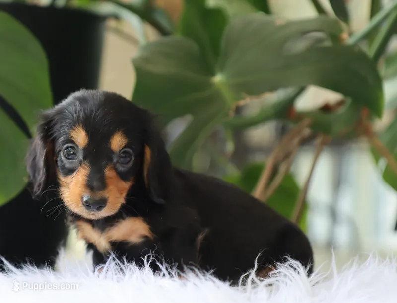 Karter – Dachshund puppy for sale in Fresno, OH
