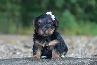 Hailey, a female Yorkshire Terrier for sale in Fresno, OH – 3 of 4