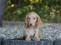 Austin, a male Miniature Dachshund for sale in Fresno, OH – 3 of 3