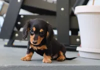 Karter, a male Dachshund for sale in Fresno, OH – 2 of 4