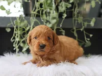 Alec, a male Miniature Goldendoodle for sale in Fresno, OH – 4 of 4