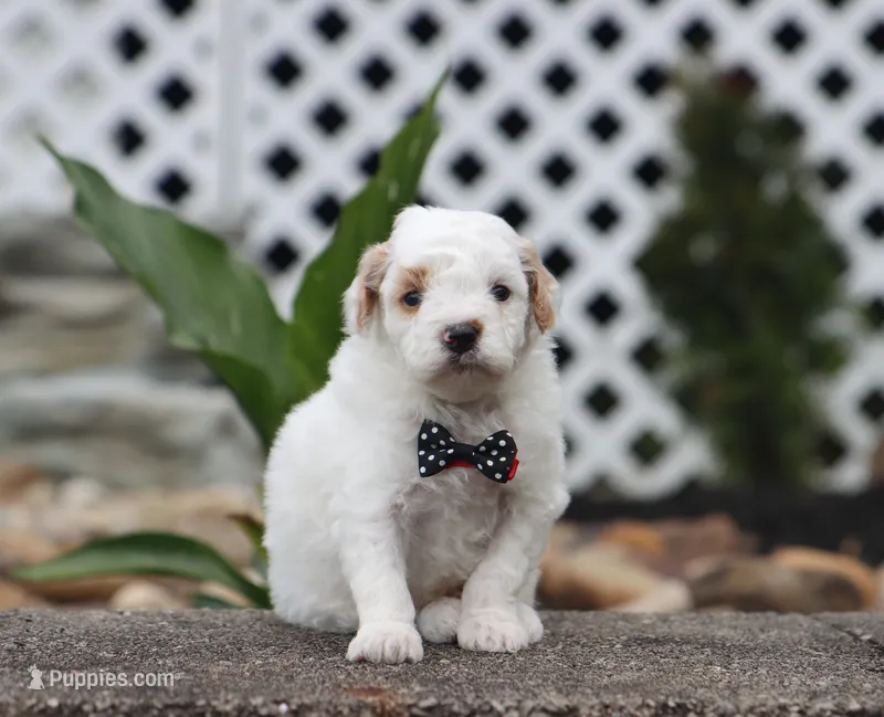 Jasper – Poodle - Miniature  puppy for sale in Fresno, OH