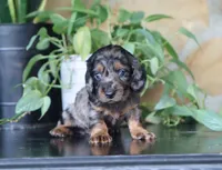 Diana, a female Dachshund for sale in Fresno, OH – 3 of 5