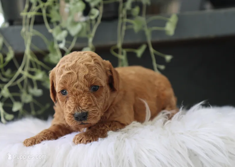 Asher – Miniature Goldendoodle puppy for sale in Fresno, OH