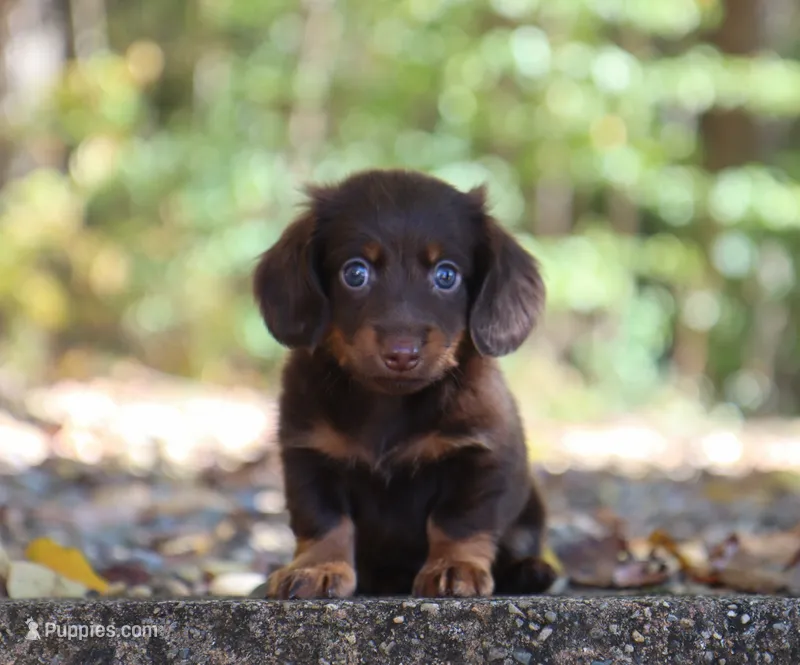 Liam – Miniature Dachshund puppy for sale in Fresno, OH