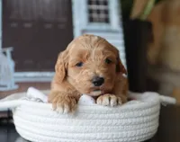 Scarlett, a female Maltipoo for sale in Fresno, OH – 2 of 3