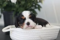 Niko, a male Cavalier King Charles Spaniel for sale in Fresno, OH – 2 of 4