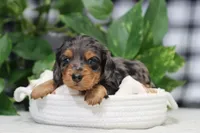Maya, a female Miniature Dachshund for sale in Fresno, OH – Photo 1 of 7