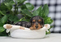 Maya, a female Miniature Dachshund for sale in Fresno, OH – Photo 5 of 7