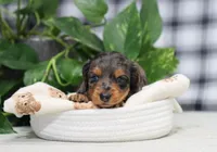 Maya, a female Miniature Dachshund for sale in Fresno, OH – Photo 3 of 7