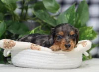 Maya, a female Miniature Dachshund for sale in Fresno, OH – Photo 7 of 7
