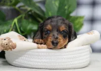 Maya, a female Miniature Dachshund for sale in Fresno, OH – Photo 2 of 7