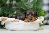 Maya, a female Miniature Dachshund for sale in Fresno, OH – Photo 4 of 7