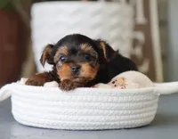 Eric, a male Yorkshire Terrier for sale in Fresno, OH – 3 of 4