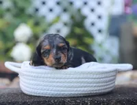 Uriella, a female Miniature Dachshund for sale in Fresno, OH – 2 of 5