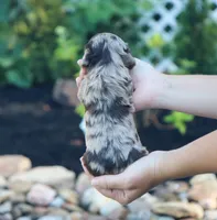 Unity, a female Miniature Dachshund for sale in Fresno, OH – 6 of 6