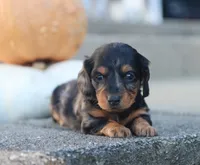 Penny, a female Miniature Dachshund for sale in Fresno, OH – 4 of 5