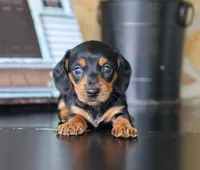 Izzy, a female Miniature Dachshund for sale in Fresno, OH – 3 of 3