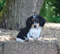Wyatt, a male Miniature Dachshund for sale in Fresno, OH – 1 of 4