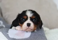 Karter, a male Cavalier King Charles Spaniel for sale in Fresno, OH – 5 of 5