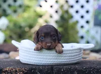 Una, a female Miniature Dachshund for sale in Fresno, OH – 4 of 4