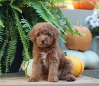 Javon, a male Poodle - Miniature  for sale in Fresno, OH – 2 of 5